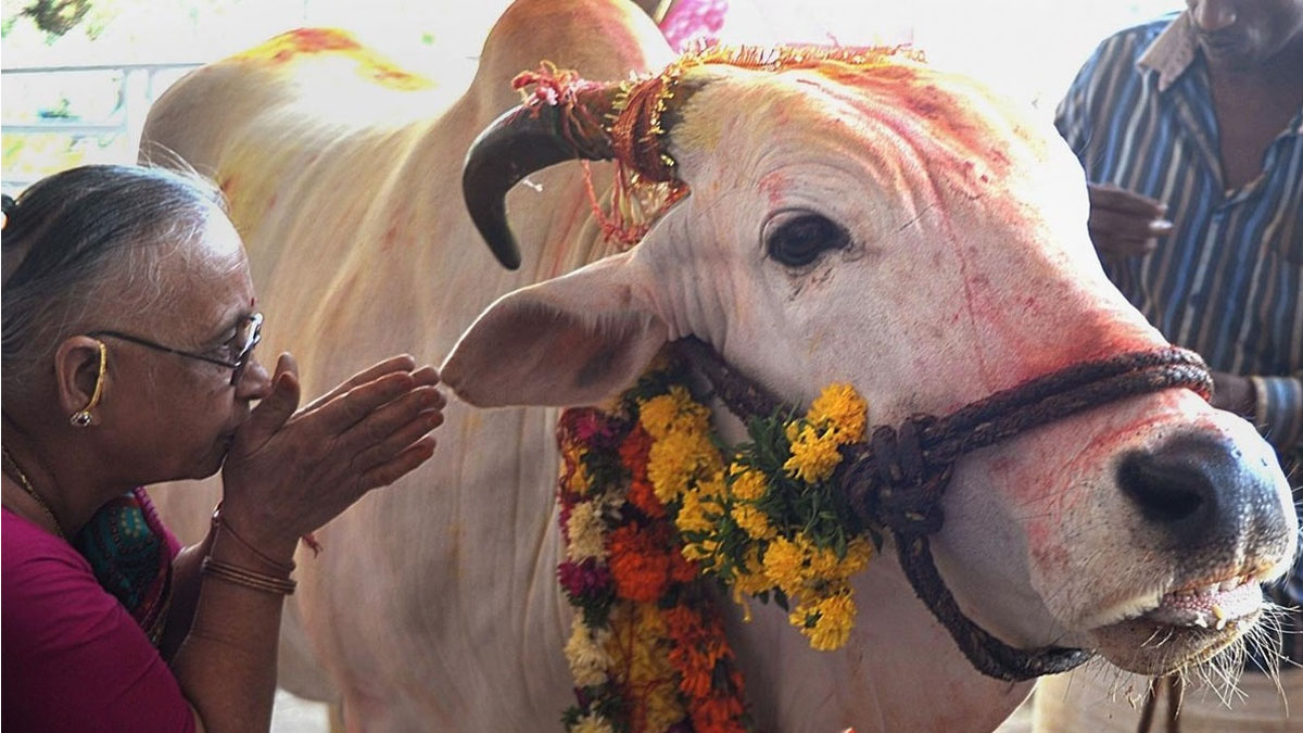 मिथिलामा ‘गोधन’ पर्व मनाइँदै